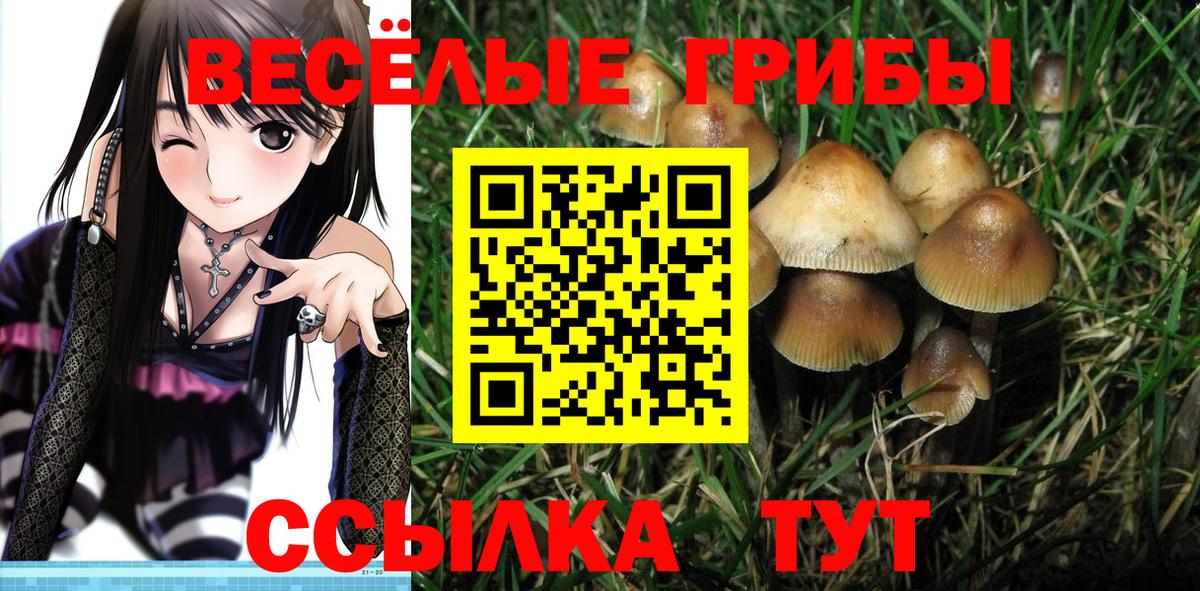 Псилоцибиновые грибы Psilocybine cubensis Новоуральск